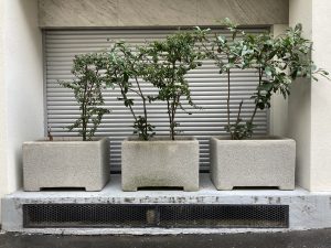 Plantes d’ornement — image 61