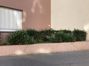 Plantes d’ornement — image 62