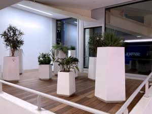 Plantes d’ornement — image 64