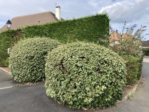 Plantes d’ornement — image 66