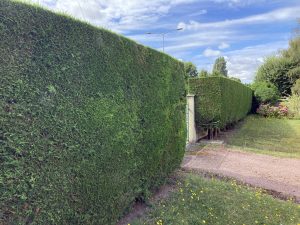 Plantes d’ornement — image 67