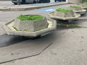 Plantes d’ornement — image 68